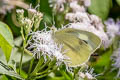 Small White Pieris rapae orientalis