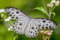 Small Wood Nymph Ideopsis gaura perakana