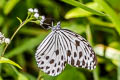 Small Wood Nymph Ideopsis gaura perakana