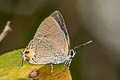 Smoky Blue Royal Pratapa icetoides calculis