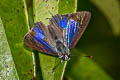 Smoky Blue Royal Pratapa icetoides calculis