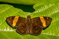 Southern Banded Flat Aurivittia cameroni