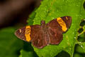 Southern Banded Flat Aurivittia cameroni