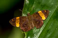 Southern Banded Flat Aurivittia cameroni