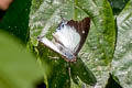 Southern Nawab Polyura hebe chersonesus