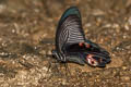 Spangle Papilio protenor protenor