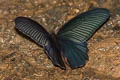 Spangle Papilio protenor protenor