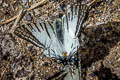 Spectacles Swordtail Graphium mandarinus kimurai