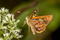 Spot-conjoined Lancer Pyroneura margherita miriam