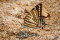 Spot Swordtail Graphium nomius swinhoei