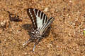 Spot Swordtail Graphium nomius swinhoei