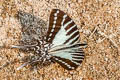 Spot Swordtail Graphium nomius swinhoei