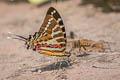 Spot Swordtail Graphium nomius swinhoei