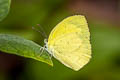 Spotless Grass Yelllow Eurema laeta pseudolaeta