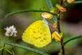 Spotless Grass Yelllow Eurema laeta pseudolaeta