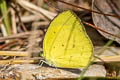 Spotless Grass Yelllow Eurema laeta pseudolaeta