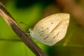 Spotless Grass Yelllow Eurema laeta pseudolaeta