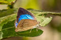 Spotless Oakblue Arhopala fulla ignara