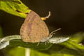 Spotless Oakblue Arhopala fulla ignara