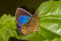 Spotless Oakblue Arhopala fulla ignara