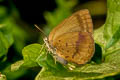 Spotless Oakblue Arhopala fulla ignara