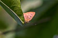 Spotted Guava Blue Virachola subguttata subguttata