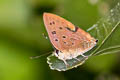 Spotted Guava Blue Virachola subguttata subguttata