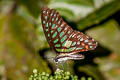 Spotted Jay Graphium arycles rama