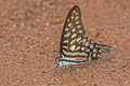 Spotted Jay Graphium arycles arycles