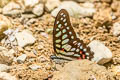 Spotted Jay Graphium arycles rama