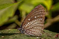 Spotted Palmfly Elymnias malelas