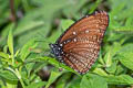 Spotted Palmfly Elymnias malelas