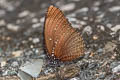 Spotted Palmfly Elymnias malelas