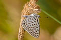 Spotted Pierrot Tarucus callinara