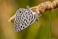 Spotted Pierrot Tarucus callinara