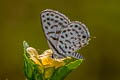 Spotted Pierrot Tarucus callinara