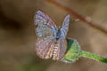 Spotted Pierrot Tarucus callinara