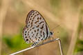 Spotted Pierrot Tarucus callinara