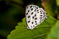 Spotted Royal Tajuria maculata