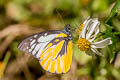 Spotted Sawtooth Prioneris thestylis thestylis