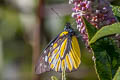 Spotted Sawtooth Prioneris thestylis thestylis