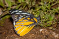 Spotted Sawtooth Prioneris thestylis thestylis