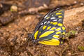 Spotted Sawtooth Prioneris thestylis thestylis