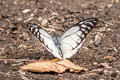 Spotted Sawtooth Prioneris thestylis thestylis