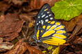 Spotted Sawtooth Prioneris thestylis thestylis