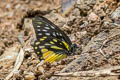 Spotted Sawtooth Prioneris thestylis thestylis