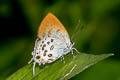 Spotted Spark Sinthusa malika amata