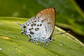 Spotted Spark Sinthusa malika amata