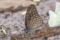 Spotted Zebra Graphium megarus megapenthes