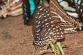 Spotted Zebra Graphium megarus megapenthes
